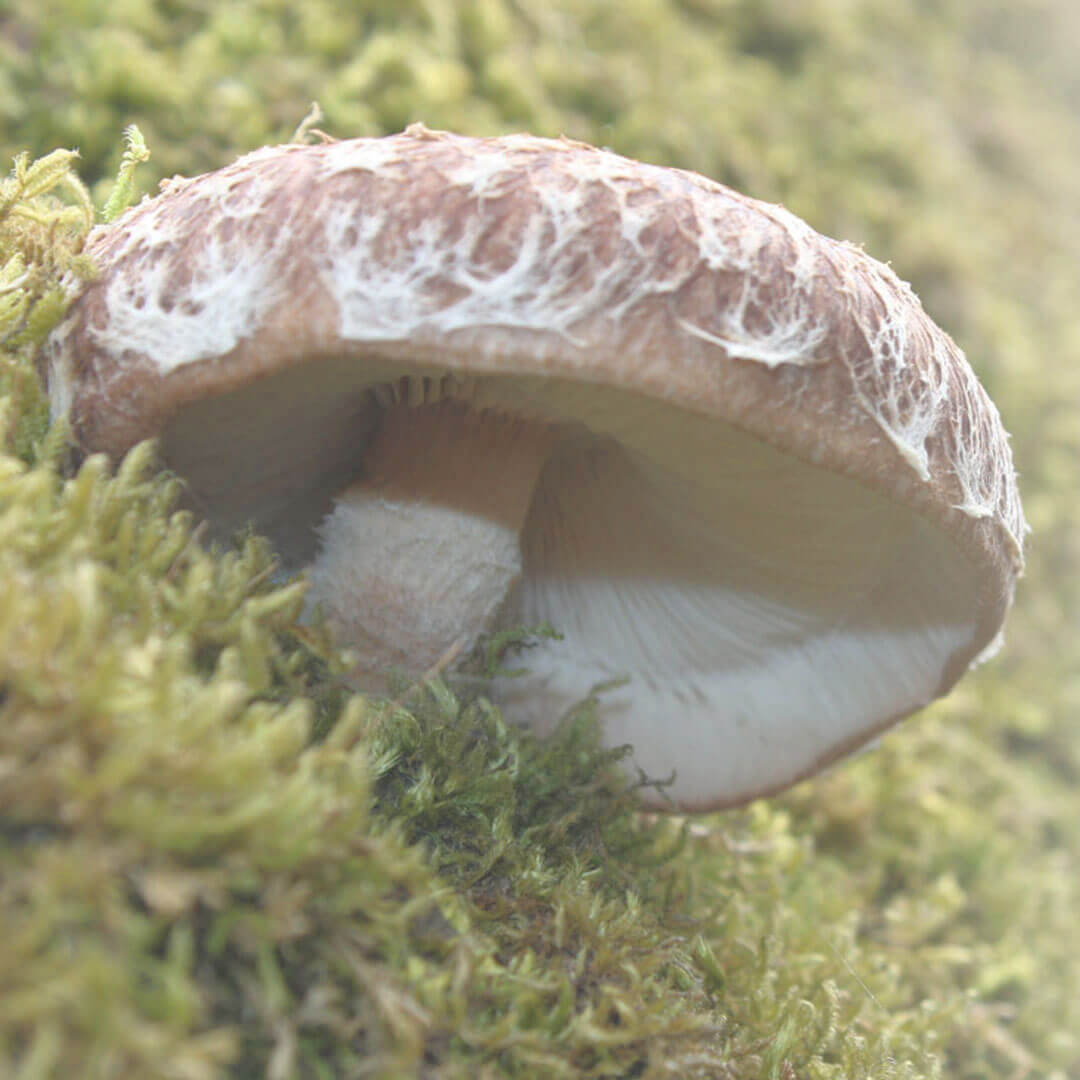 Shiitake en tronco Hifas da Terra