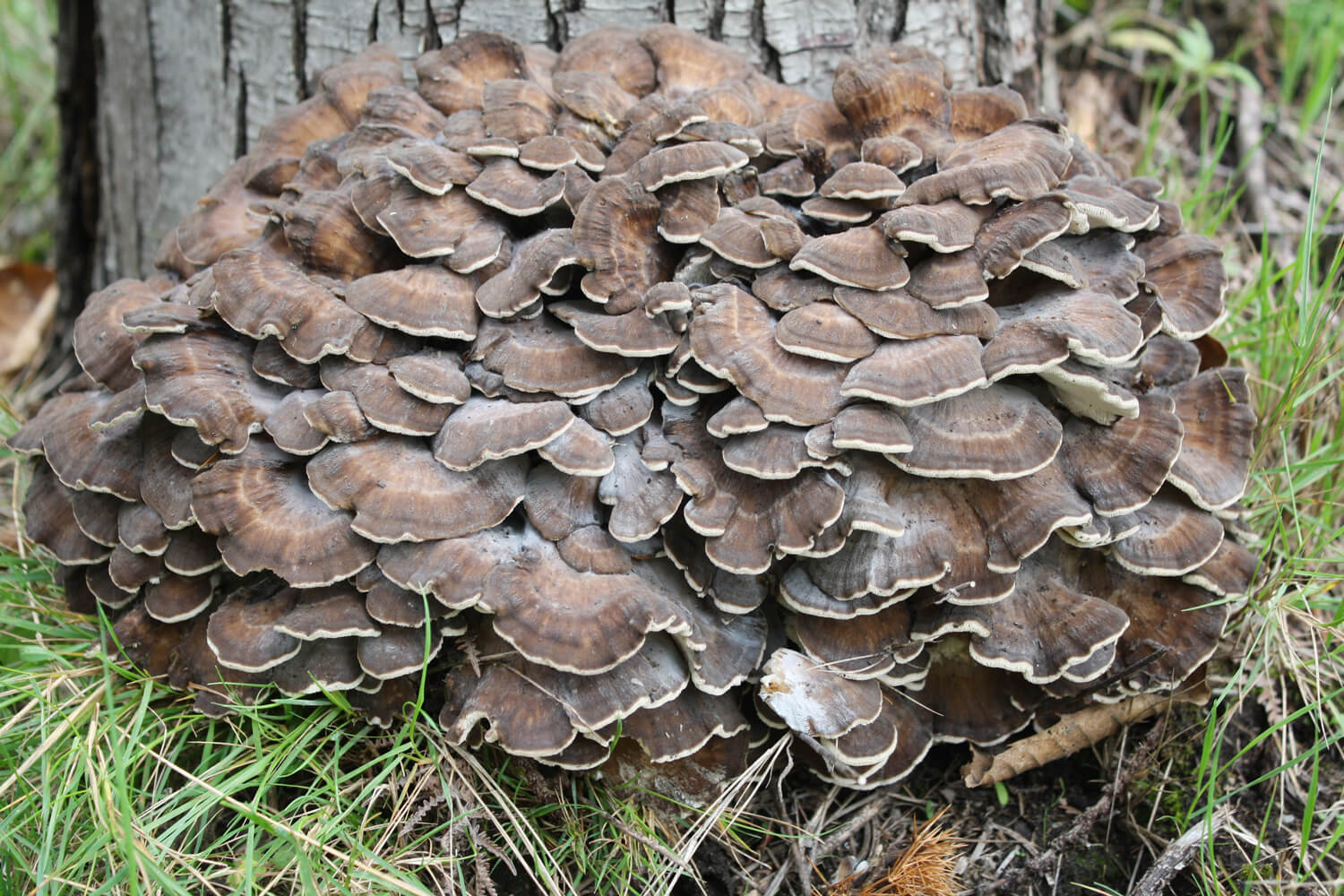 Maitake Hifas