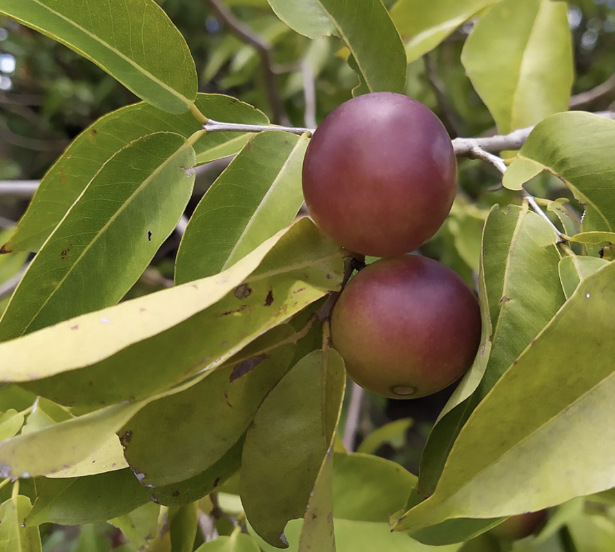 camu camu vitamina C