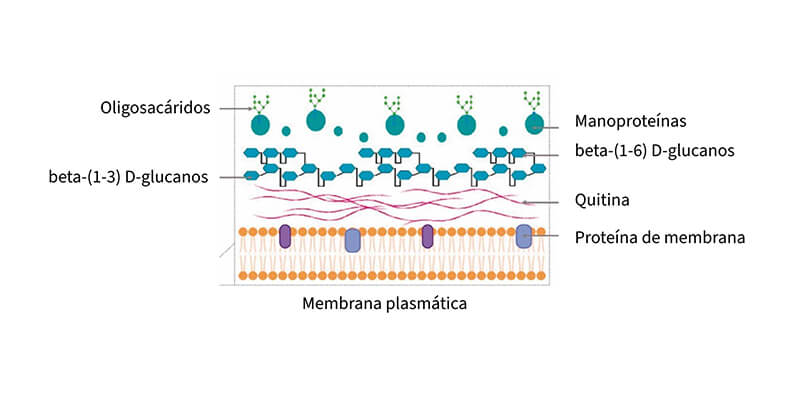 estructura molecular hongos