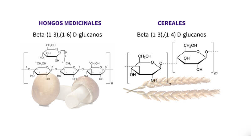 hongos medicinales cereales betaglucanos