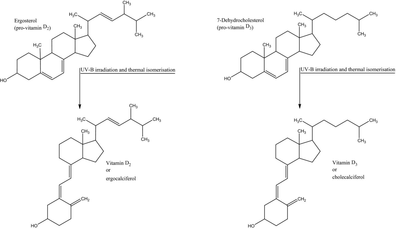 vitamina D2 y vitamina 3