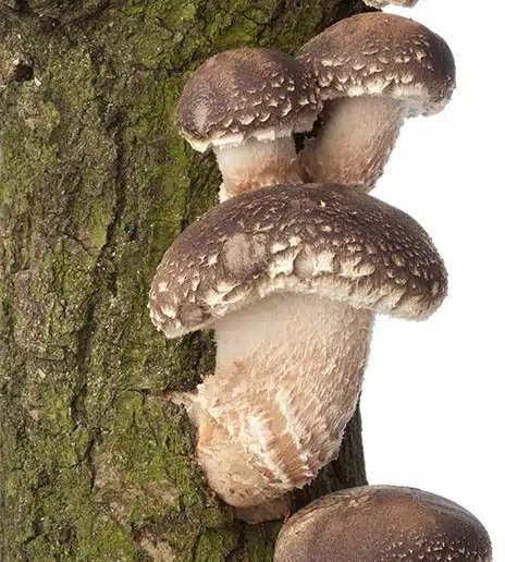 Shiitake-lentinano-beta-glucano